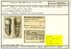 Karteikarte zum Holotyp von Gaudryina novo-zelandica Stache, 1864